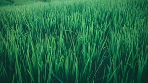 grass, field, green - wallpapers, picture