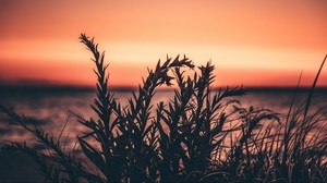 grass, plant, sunset - wallpapers, picture