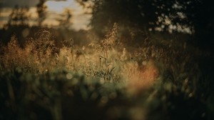 grass, plants, blur, lawn, nature - wallpapers, picture