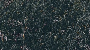 grass, vegetation, field - wallpapers, picture