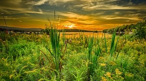 erba, fiume, tramonto, orizzonte, estate - wallpapers, picture