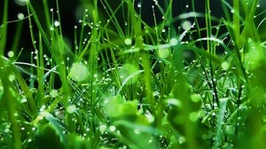 grass, dew, drops, green, freshness