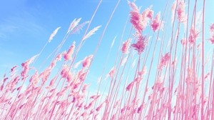 草，粉红色，天空