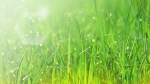 grass, sun, glare, dew - wallpapers, picture