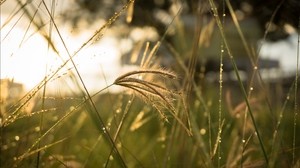 grass, sunlight, close up - wallpapers, picture