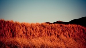 grass, dry, hills, landscape, nature - wallpapers, picture