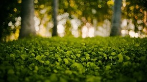 grass, light, nature, leaves - wallpapers, picture