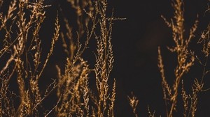 grass, branches, blur, dark - wallpapers, picture