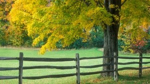 grass, fence, summer