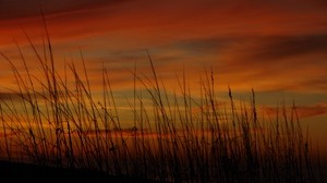 grass, sunset, sky, sea oats - wallpapers, picture