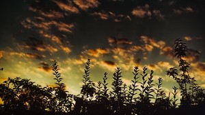 hierba, puesta de sol, nubes, oscuro