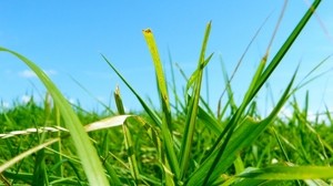 grass, greens, summer, clear, bright - wallpapers, picture