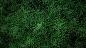grass, greens, plant - wallpapers, picture