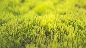 grass, green, close up
