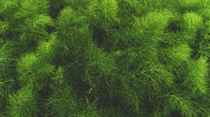 Gras, Grün, Pflanze