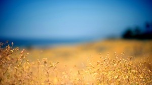 gräs, gul, förgrund, höst, himmel, blå, strand, middag