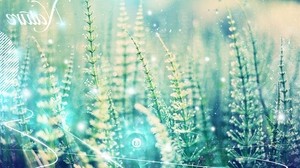 blades of grass, light, inscription, processing, lines - wallpapers, picture