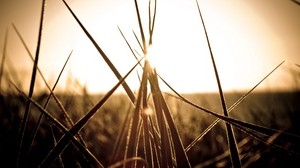 blades of grass, sunset, gray - wallpapers, picture