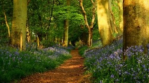 trail, trees, flowers, forest, alley, landscape - wallpapers, picture