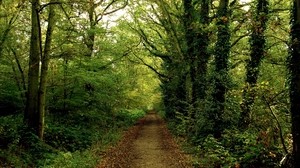 trail, forest, dense, summer, ivy, leaves