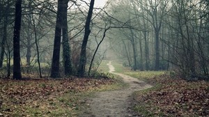 trail, forest, leaves, earth, autumn, emptiness, fog, damp