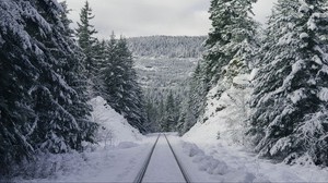 sendero, bosque, invierno, montañas