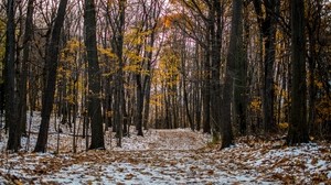 步道，路径，森林，雪，冬天，秋天，树木