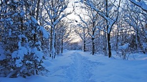 trail, winter, snow, trees, forest, young growth, bushes, dusk, silence