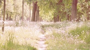 path, flowers, trees, light