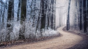 path, fog, forest, winter, hoarfrost
