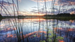 reed, stems, water lilies, water, lake, clouds, sky, reflection, evening