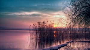 reed, pond, sunset, shore, evening, willow, tree, branches