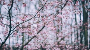 bloom, spring, branches, flowers