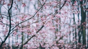 Blüte, Frühling, Zweige, Blumen