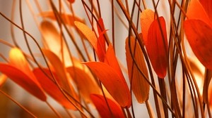 flower, plant, leaves - wallpapers, picture