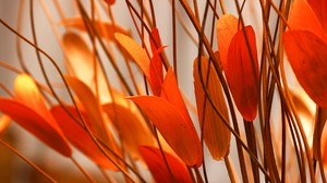 flower, plant, leaves