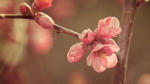 fiore, primavera, fioritura