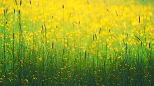 flowers, field, yellow, grass