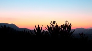 花、影、植物、日没