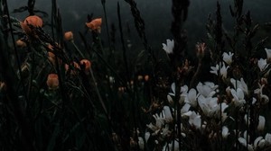 flowers, grass, wildlife, plants, dark