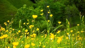 flowers, grass, landscape, meadow, greens, yellow