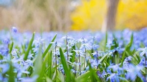 flowers, grass, field, blur