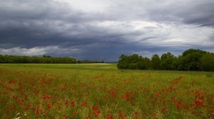 clouds, trees, field, flowers
