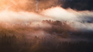 fog, trees, village, top view