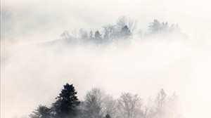 fog, trees, hills, mountains, landscape