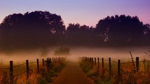fog, trees, path, dawn