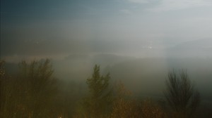 fog, trees, starry sky, night