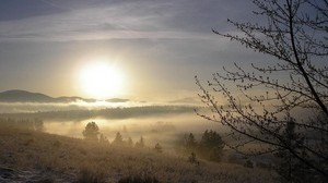 fog, tree, buds, snow, grass, dawn