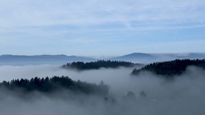 fog, trees, sky