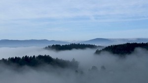 nebbia, alberi, cielo